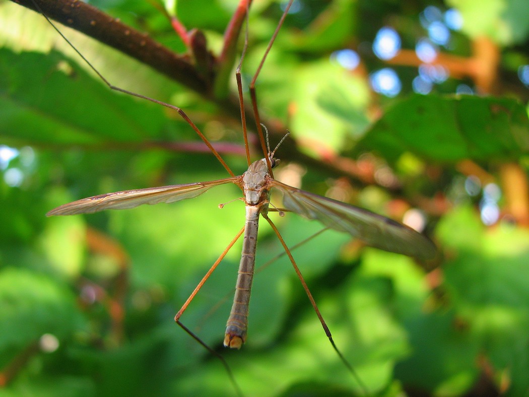 Identificare un individuo nel Parco del Ticino